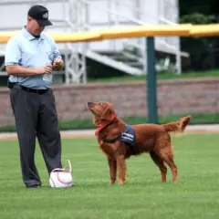 Bat dog - poznaj niezwykłe psy pomagające w meczach baseballowych