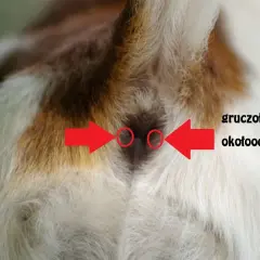 Jakie są objawy zapchanych gruczołów okołoodbytowych u kota i leczenie?