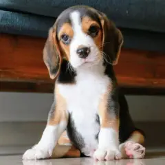 Ile kosztuje szczeniak beagle? Sprawdź, co wpływa na cenę