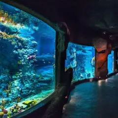 Oceanarium Świnoujście - co warto wiedzieć przed wizytą?