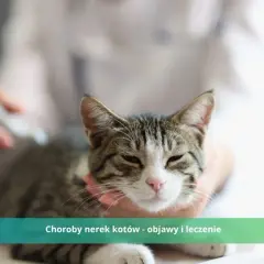 Ostra niewydolność nerek u kota: rokowanie i jak skutecznie leczyć?