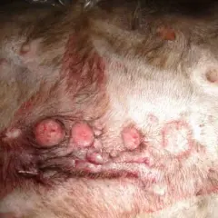 Jakie są objawy i leczenie raka skóry u kota: diagnoza i kuracja