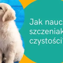 Jak szkolić szczeniaka: skuteczne metody na naukę czystości i podstawowych komend