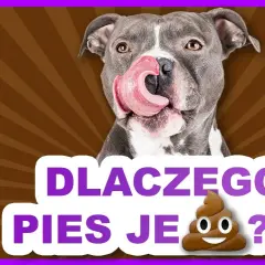 Dlaczego pies je kocie kupy i jak skutecznie zapobiec temu nawykowi?