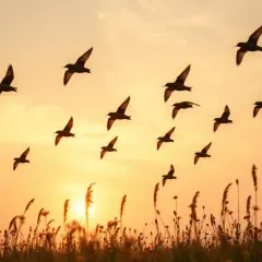 Gdzie zimują jaskółki? Odkryj niespodziewane miejsca ich migracji