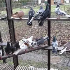 Gdzie zimują dzikie gołębie? Odkryj ich tajemnicze miejsca schronienia