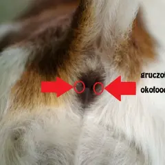 Wydzielina z odbytu u psa: co oznacza i jakie są przyczyny?