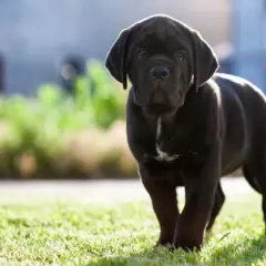 Ile powinien jeść szczeniak Cane Corso, aby uniknąć problemów zdrowotnych?