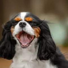 Pies cavalier king charles spaniel czarny podpalany - cechy i charakterystyka