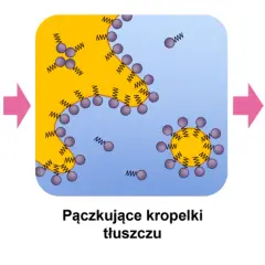 Trawienie tłuszczy u psa: problemy, przyczyny i schemat trawienia