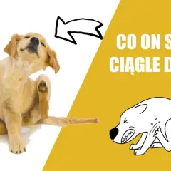 Dlaczego pies się drapie a nie ma pcheł? Zagadka drapania u psów