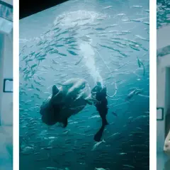 Oceanarium Dania: Odkryj fascynujące atrakcje i edukację morską