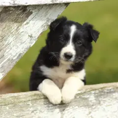 Border collie linia show: co musisz wiedzieć przed zakupem szczeniaka