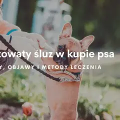 Co oznacza galaretowata kupka u psa - przyczyny i skuteczne leczenie
