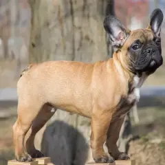 Buldog francuski z ogonem: Niezwykłe zjawisko w świecie psów