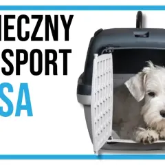 Pies kurier - wszystko co musisz wiedzieć o bezpiecznym transporcie zwierząt
