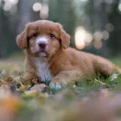 Nova scotia duck tolling retriever szczeniaki: kompleksowe kompendium wiedzy