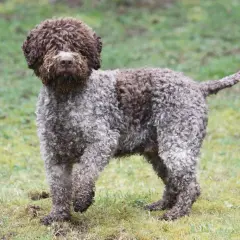 Najlepsze hodowle lagotto romagnolo w Polsce - kompletna lista i ceny