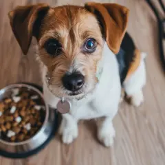Gastrointestinal karma dla psa - co warto wiedzieć przed zakupem?