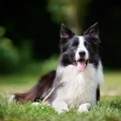 Border Collie - poznaj najpiękniejszą rasę psa na świecie i jej wygląd