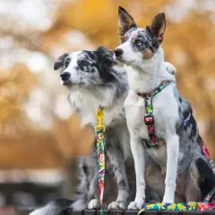 Profesjonalna hodowla Border Collie krótkowłosy: jak wybrać najlepszą?