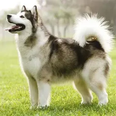 Profesjonalna hodowla malamute: jak wybrać najlepszą dla swojego psa
