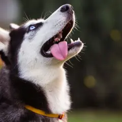 Pies husky wady i zalety - co musisz wiedzieć przed zakupem szczeniaka