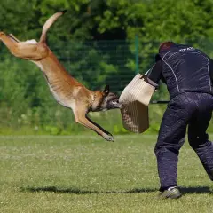 Kompletne szkolenie owczarka belgijskiego malinois - od szczeniaka do PSA