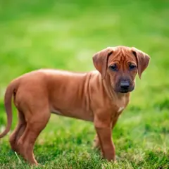 Jak wychować szczeniaka rhodesian ridgeback: przygotowanie na przyjęcie psa