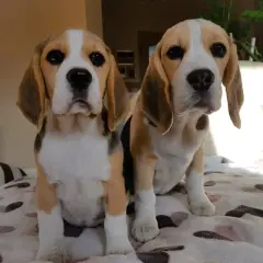 Beagle hodowla z rodowodem - najważniejsze zasady wyboru psa rasowego