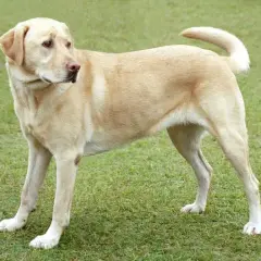 Amerykański labrador - poznaj różnice i cechy tej wyjątkowej rasy psów