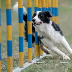 Klasa agility 0: kompletny poradnik dla psich sportowców na start