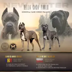 Najlepsze hodowle Cane Corso FCI w Polsce - kryteria wyboru i standardy