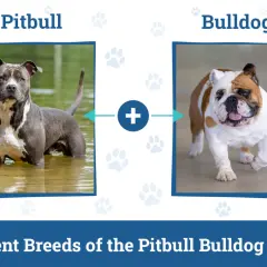 Bulldog pit - czego potrzebuje ta mieszanka i jak się nią opiekować?