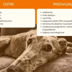 Ostre zapalenie trzustki u psa: jakie są objawy i leczenie tej choroby?