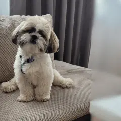 Shih tzu: czy ten pies będzie odpowiedni dla Twojej rodziny? Kompendium