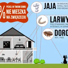 Jakie są objawy pcheł u psów i kotów: co warto wiedzieć o pchłach?
