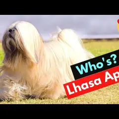 Prowadzenie hodowli lhasa apso: kompletny poradnik dla początkujących