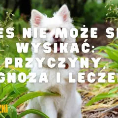 Co robić, gdy pies nie może się wysikać lub wypróżnić: porady i przyczyny