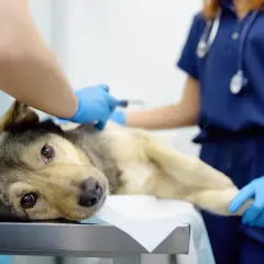 Uszkodzona wątroba u psa: Objawy, diagnoza i jak przeprowadzić leczenie?