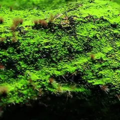 Skuteczne metody usuwania krasnorostów z akwarium - poradnik