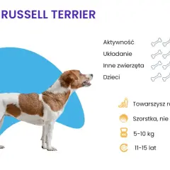 Stojące uszy u jack russell terriera - czy to wada czy zaleta rasy?