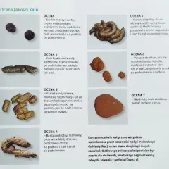Stolec żółty u psa: co oznacza i jakie są możliwe przyczyny?