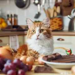 Czego nie mogą jeść koty? Co szkodzi twoim pupilom?