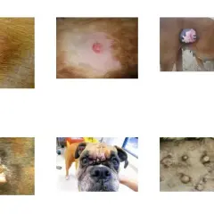 Twardy guzek pod skórą u psa: Co oznacza i jak odpowiednio zareagować?
