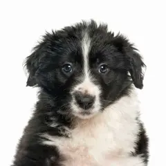 Kiedy szczeniak border collie zmienia sierść i co musisz wiedzieć