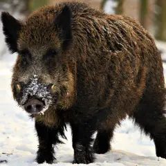 Jak dziki przetrwają zimę? Zimowe schronienia, dieta i zagrożenia