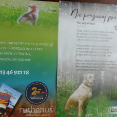 Poznaj prawdziwe powody dlaczego pies jest wierny swojemu właścicielowi