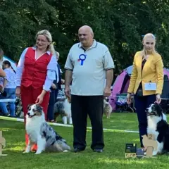 Kalendarz wystaw psów Czechy 2020: daty, miasta i wymagania hodowców