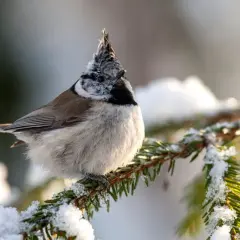 Gdzie zimuje sikorka? Odkryj tajemnice migracji tych ptaków
